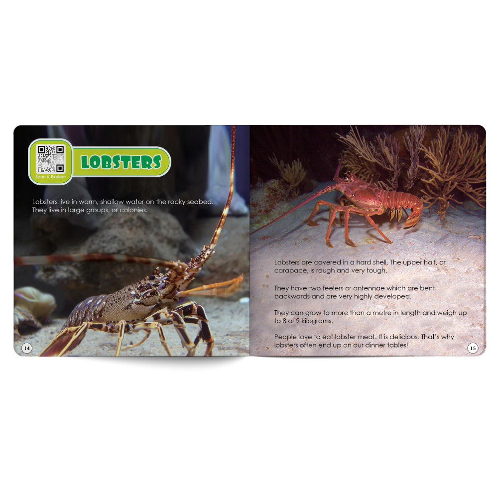 Educational card about lobsters with images and text on a white background