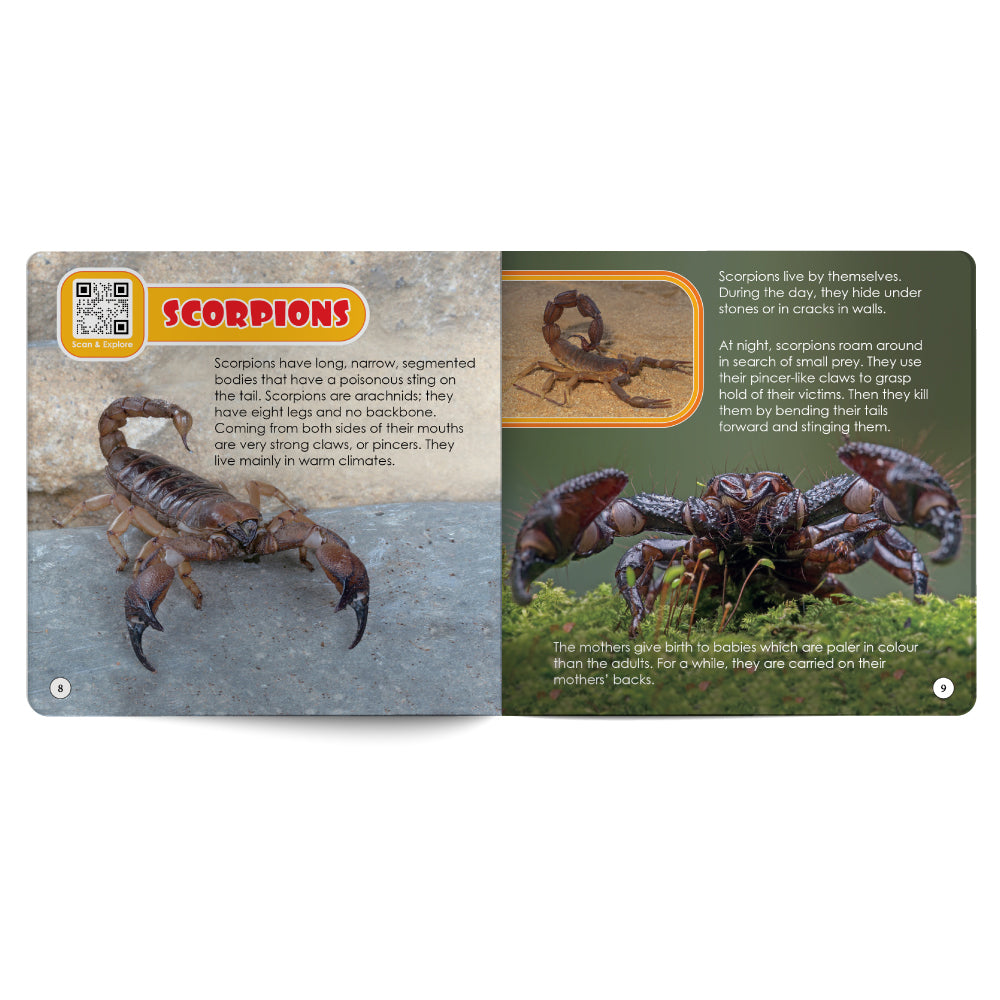 Educational card about scorpions with images and text on a white background