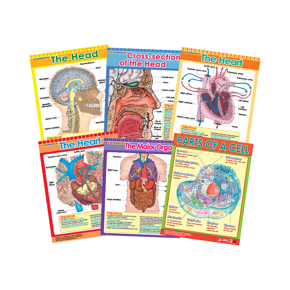 Set of six educational wall charts on anatomy, including illustrations of the head, cross-section of the head, heart, circulatory system, and cell structure, intended for educational use.