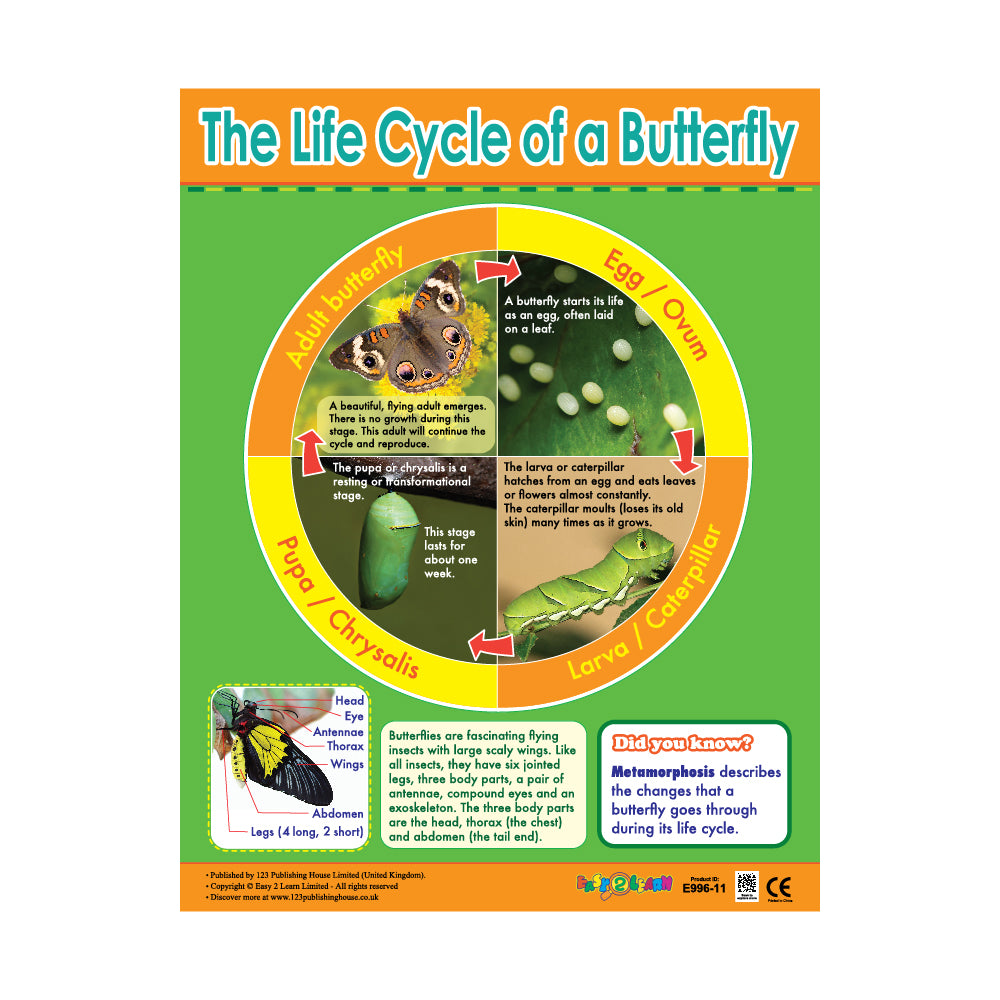 An educational wall chart titled 'The Life Cycle of a Butterfly' with colorful diagrams and information about the life stages of a butterfly, including egg, caterpillar, chrysalis, and adult stages. The chart is designed for classroom and home use and includes a QR code for an audio-visual version.