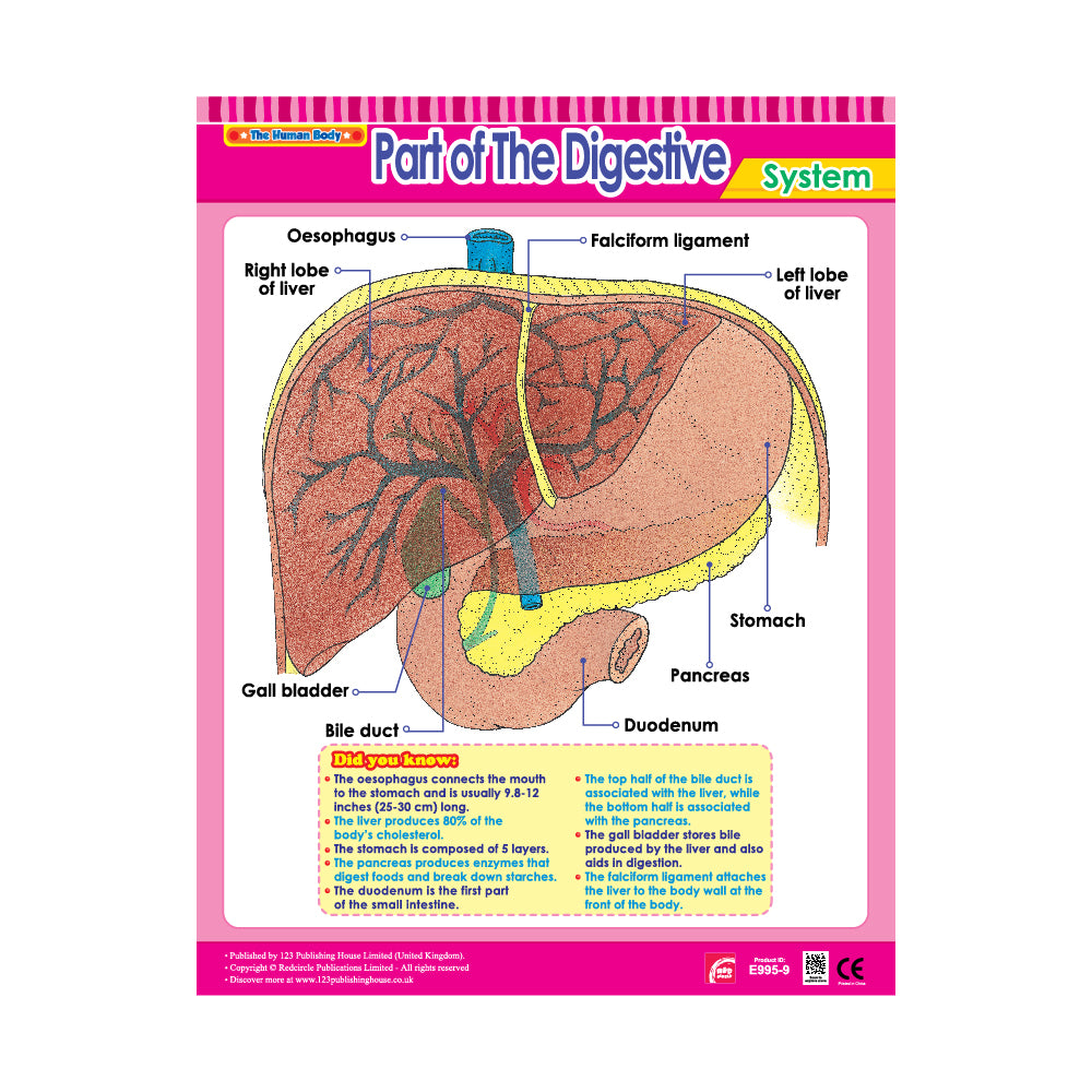 Part of The Digestive