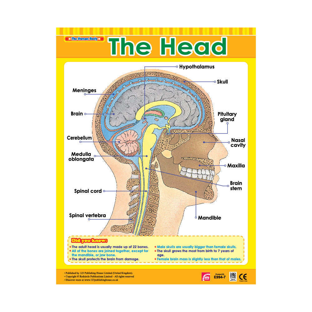 important arpts of the head