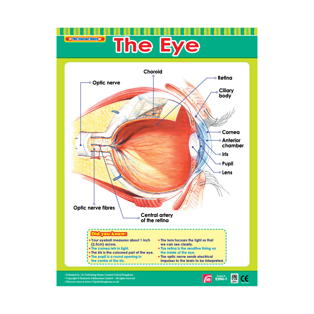 important parts of eyes