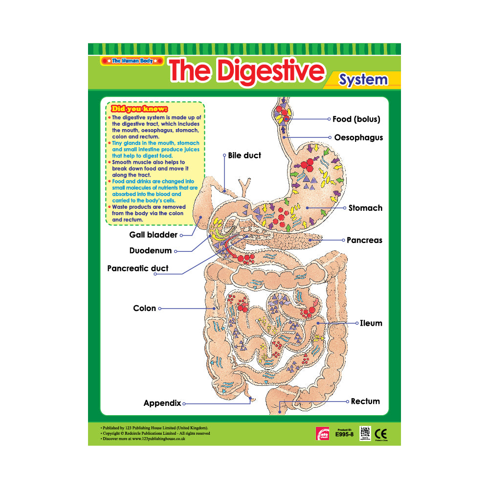 The Digestive