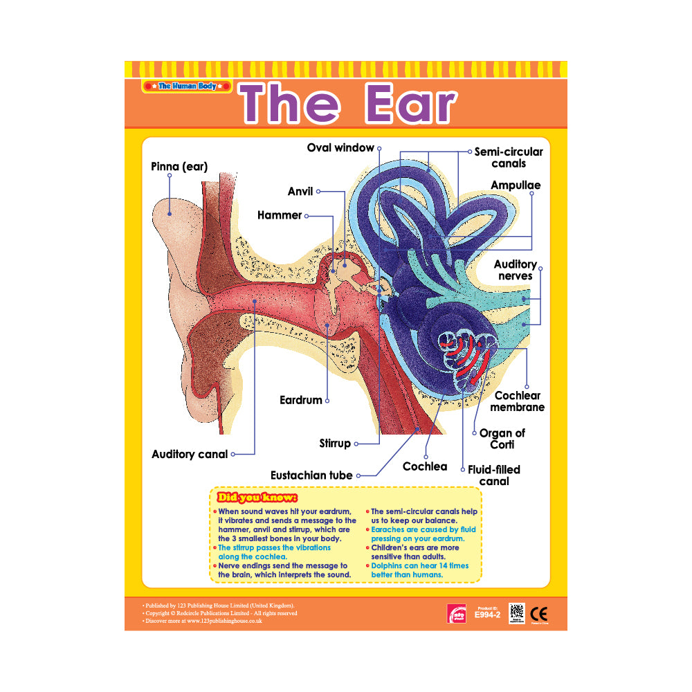 important parts of Ear