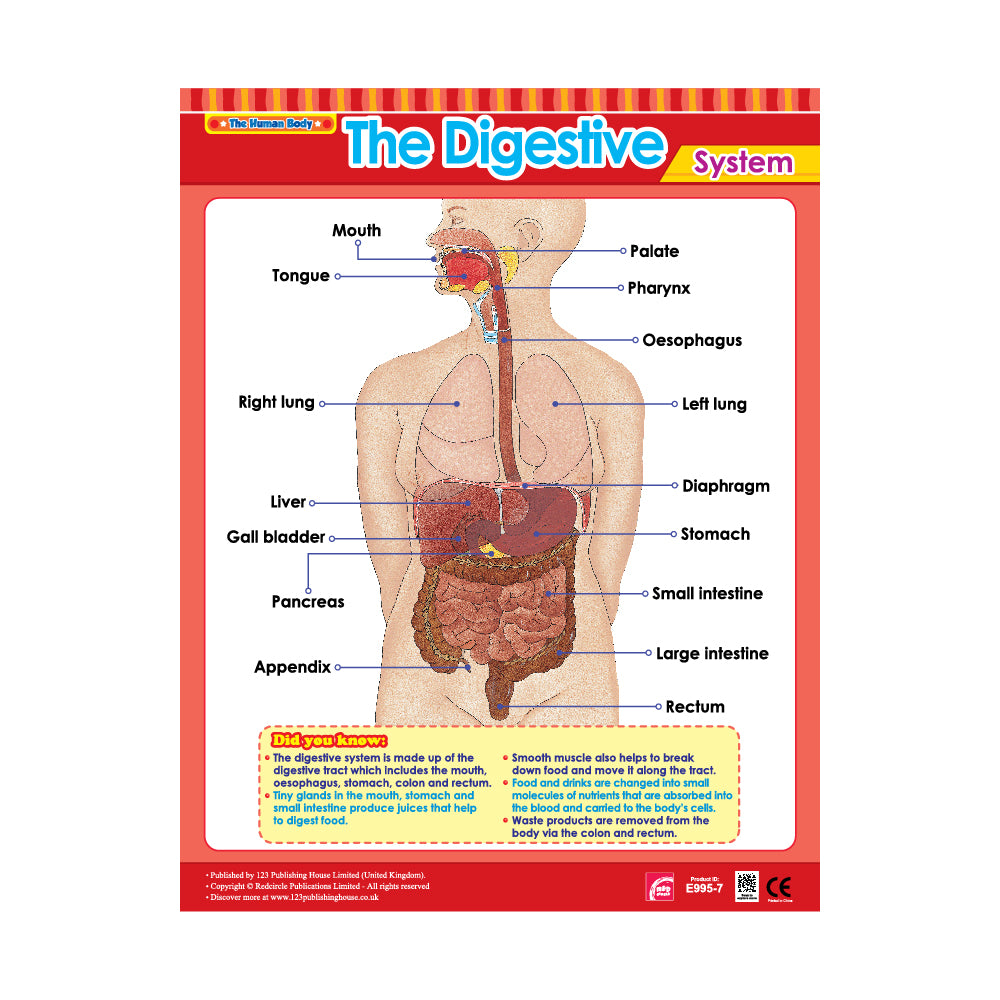The Digestive