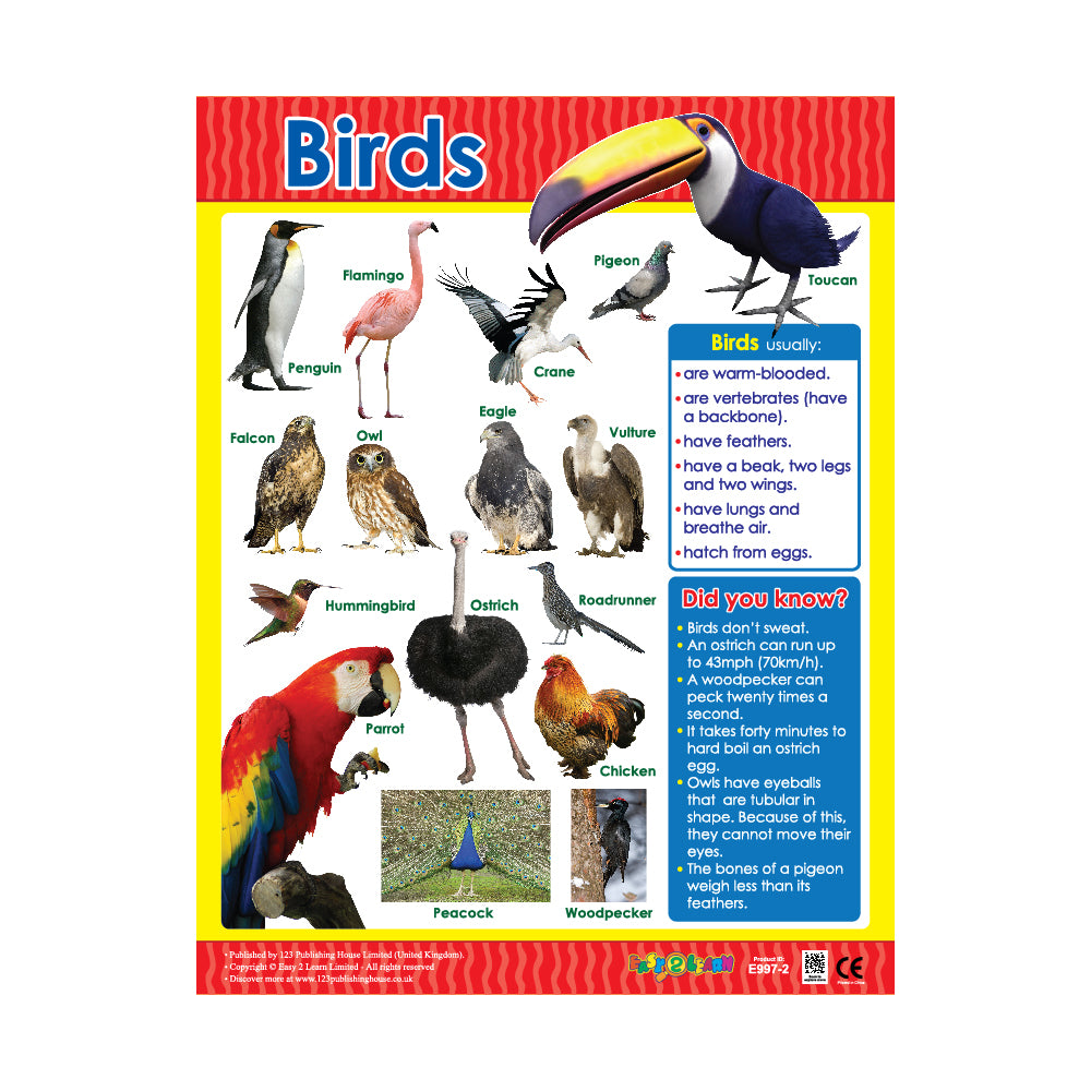 Birds eductional poster