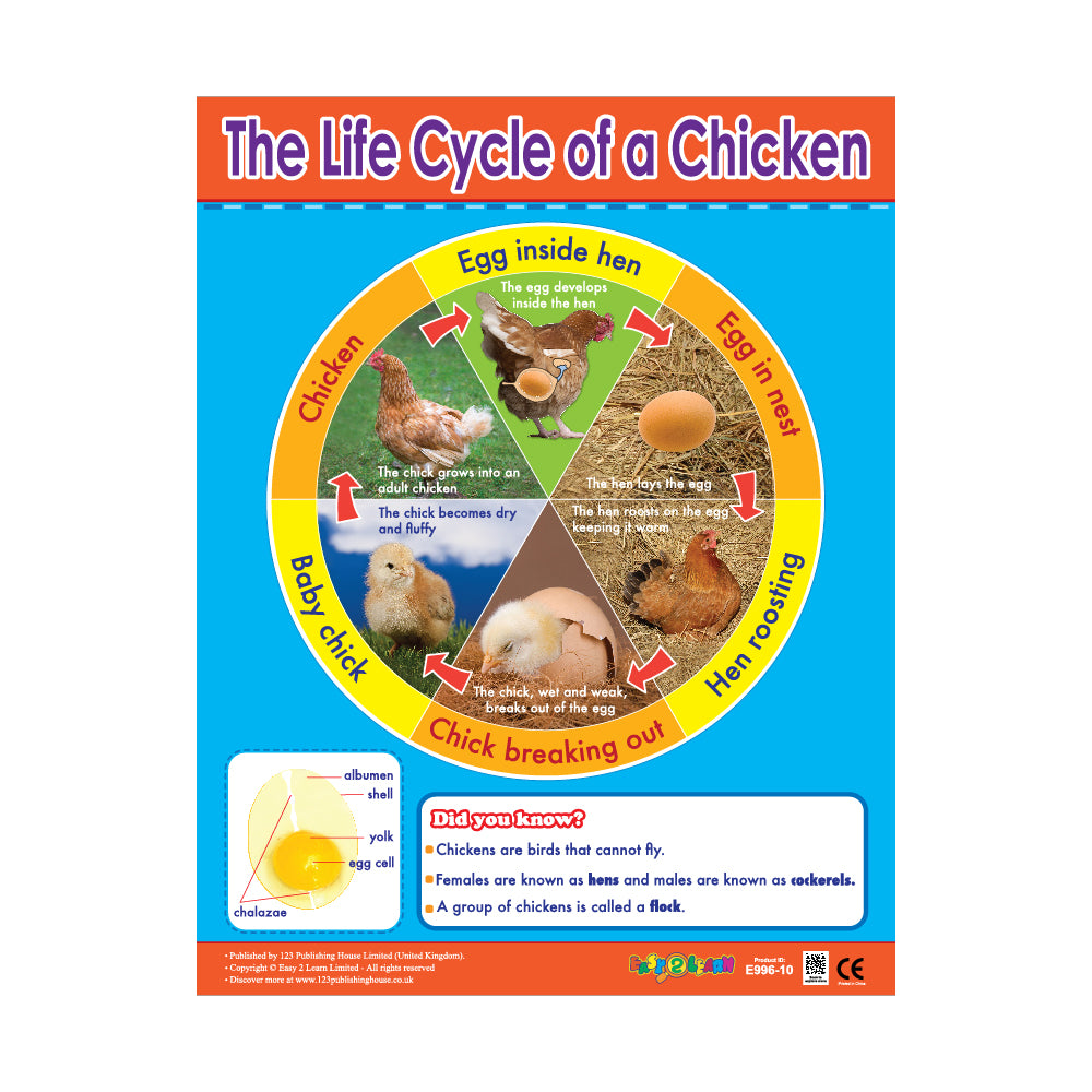 An educational wall chart titled 'The Life Cycle of a Chicken' with colorful illustrations and text describing the different stages of a chicken's life, from egg to adult. It includes a QR code and is meant for use in classrooms or at home for educational purposes.