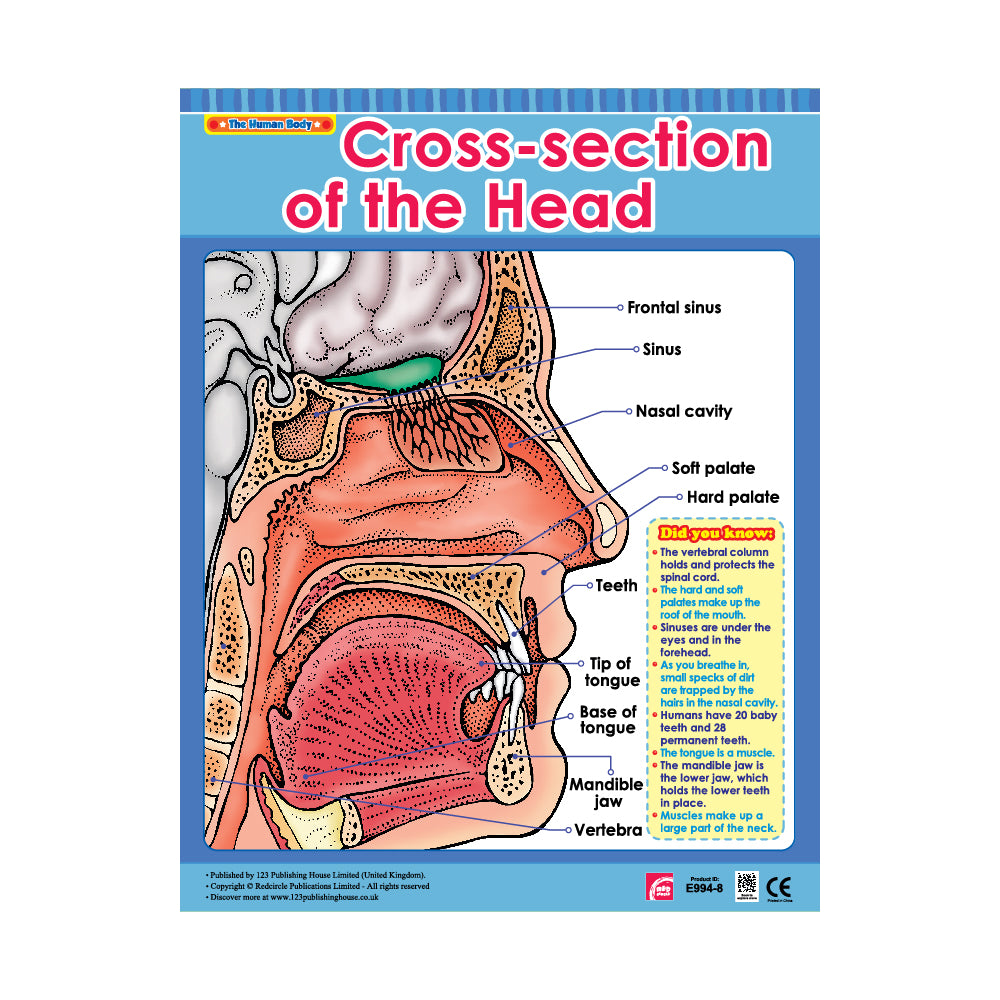 important arpts of the cross section of the head
