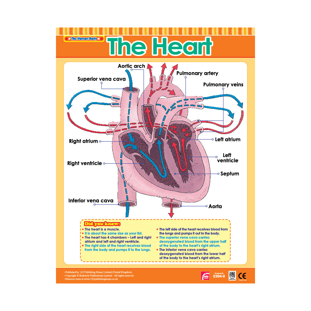 an educational wall chart illustrating the anatomy and blood flow within the human heart