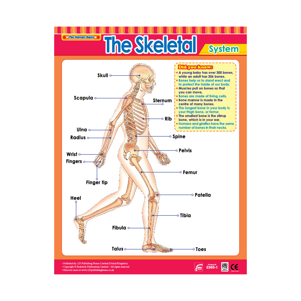 The Skeletal