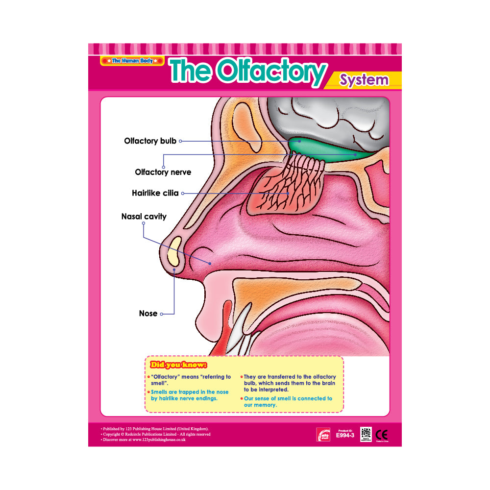 important parts of Olfactory