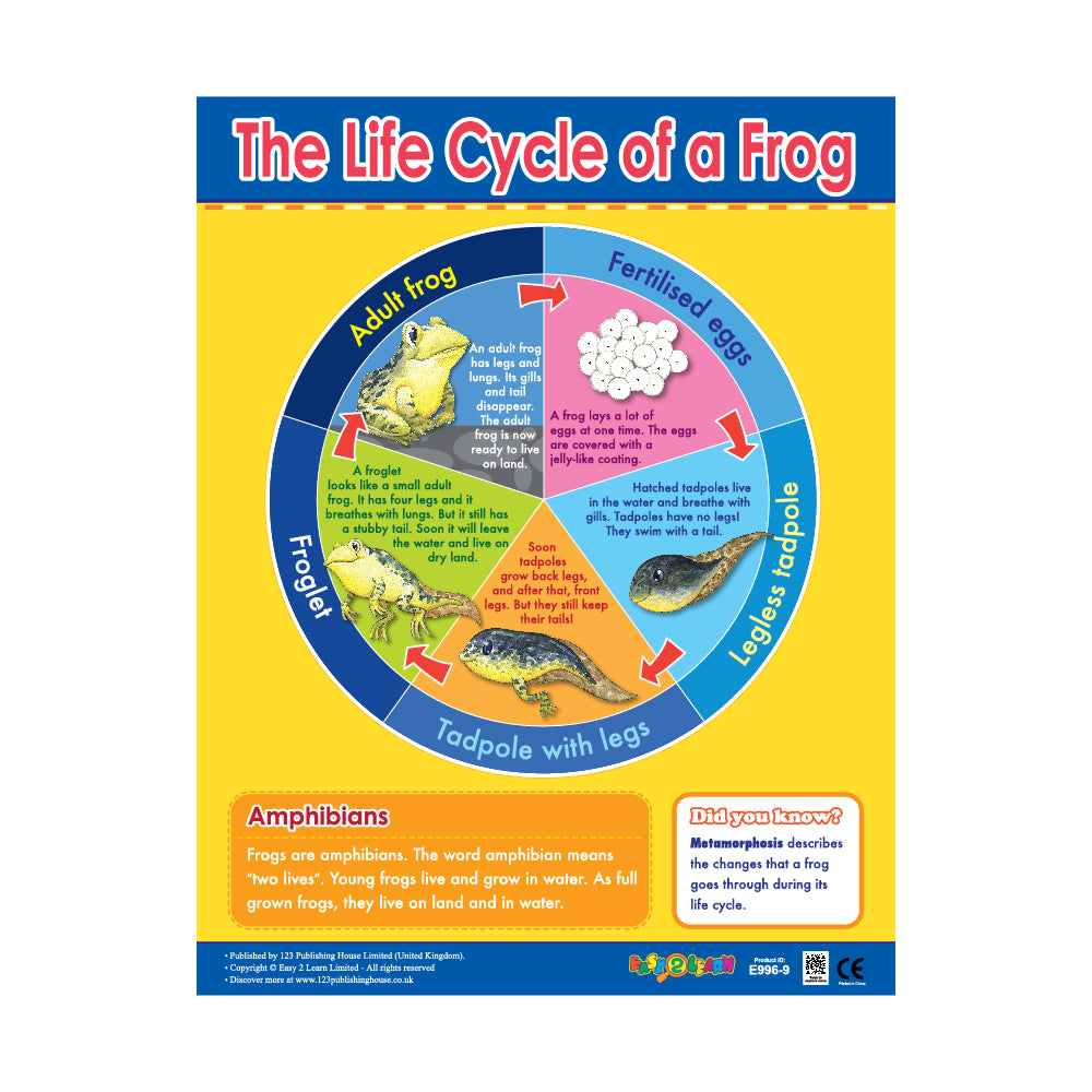 An educational wall chart titled 'The Life Cycle of a Frog' featuring colorful illustrations and information about the life cycle of a frog, including its habitat and breeding habits.
