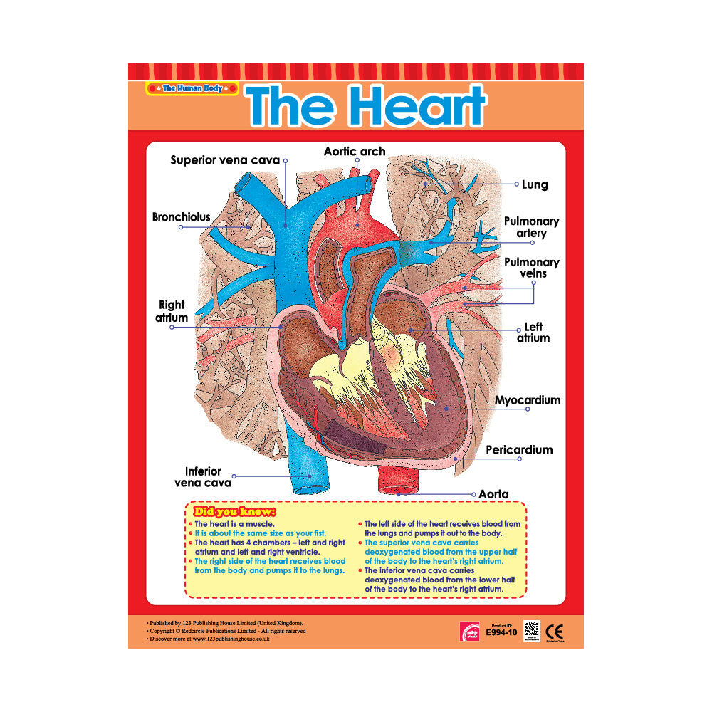 important parts of the hearts