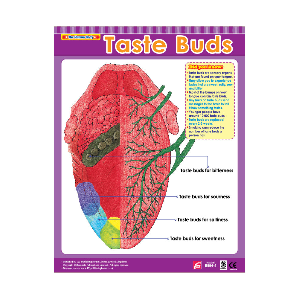 important parts taste buds