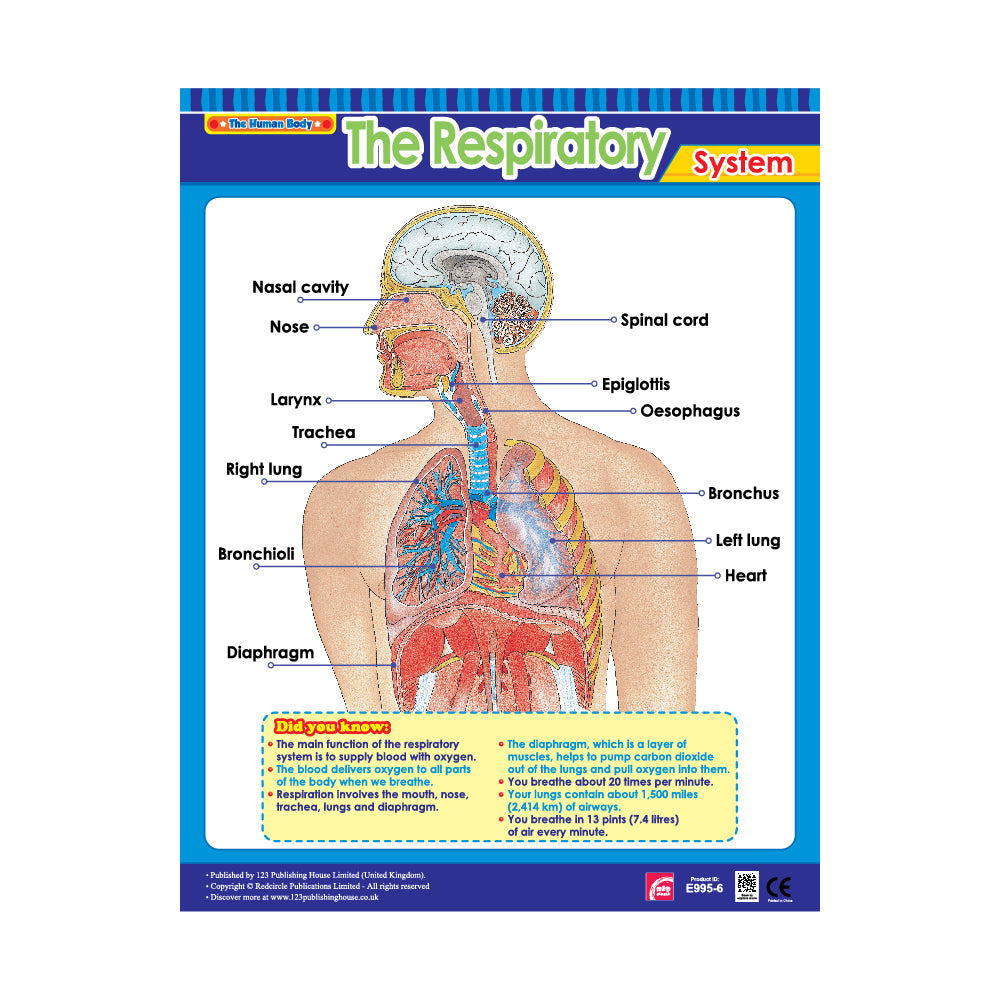 The Respiratory