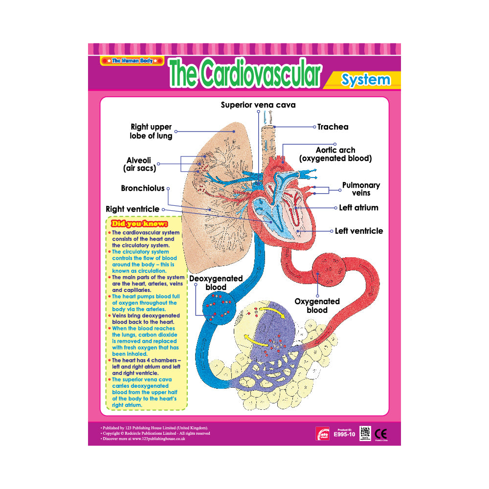 The Cardiovascular