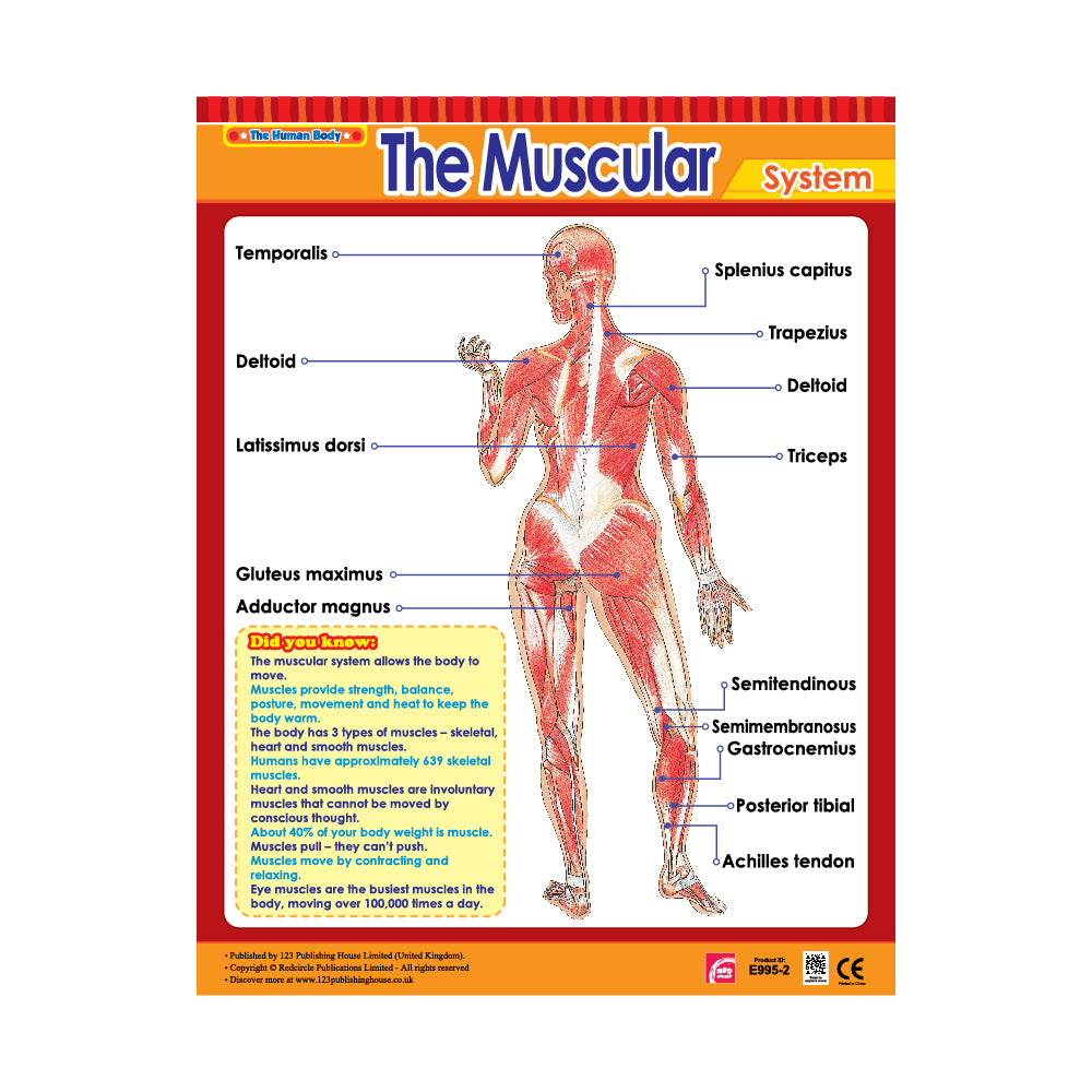 The Muscular