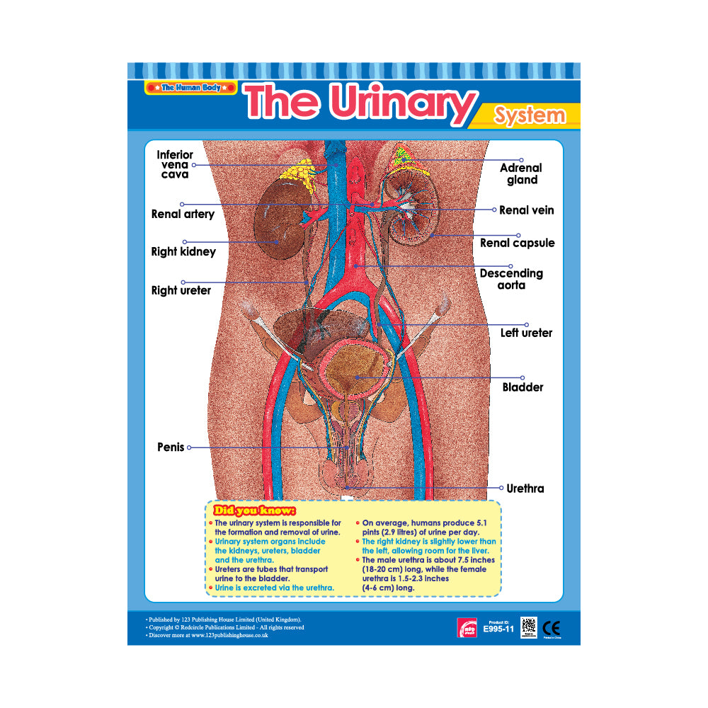 The Urinary