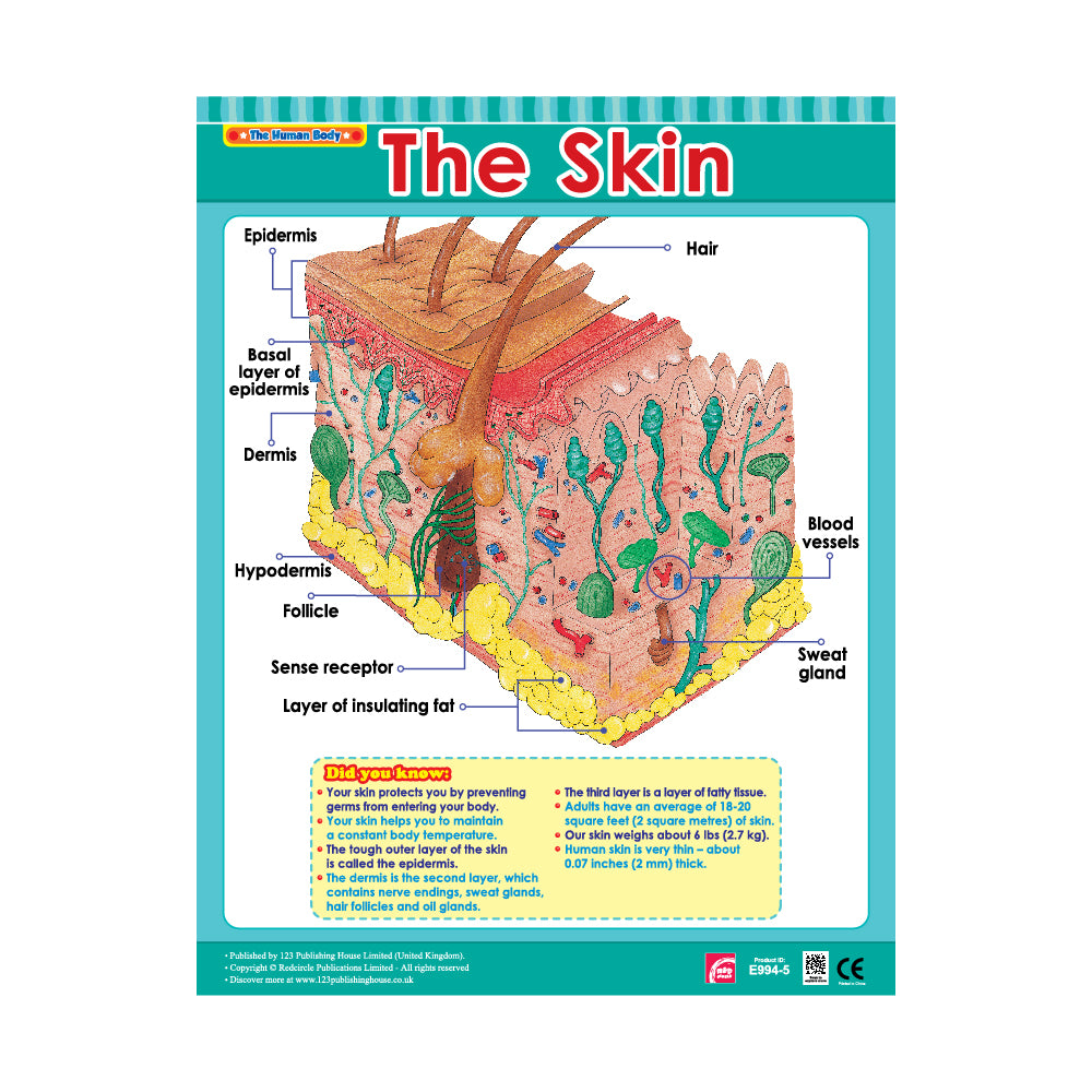 important parts the skin