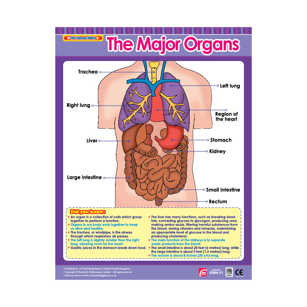 important parts of the major organ