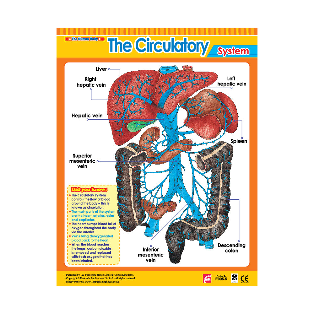 The Circulatory