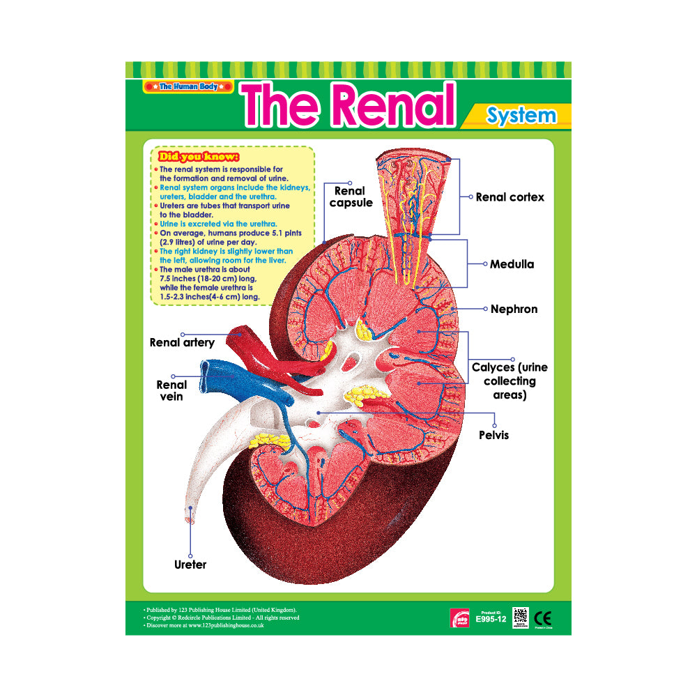 The Renal