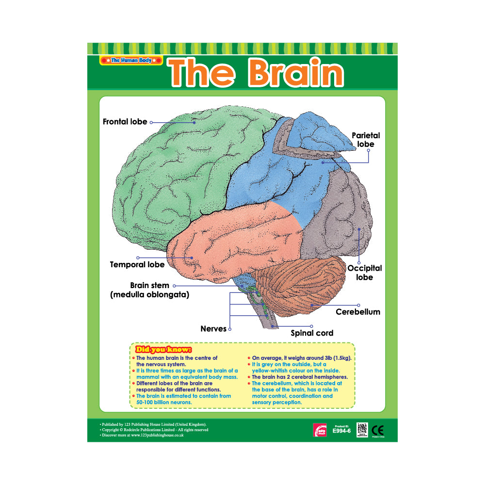 important parts of brain