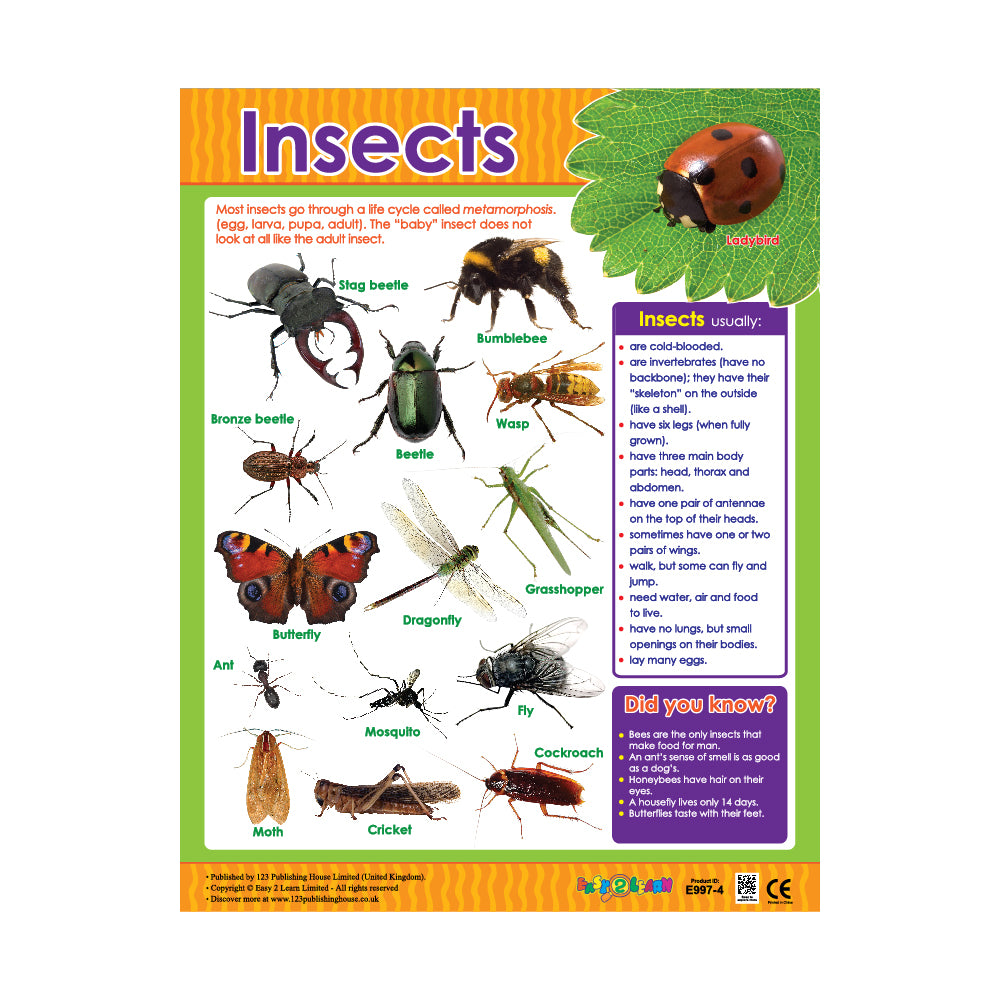 Insects educational poster