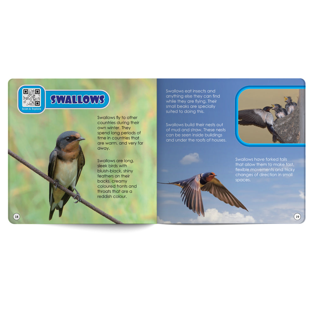Educational book about swallows with images and text on a white background