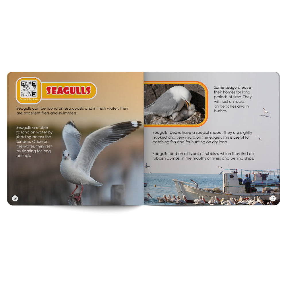 Educational card about seagulls with images and text on a white background