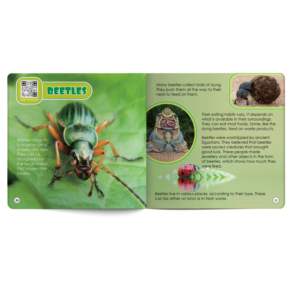Educational card about beetles with a beetle illustration and text on a green background