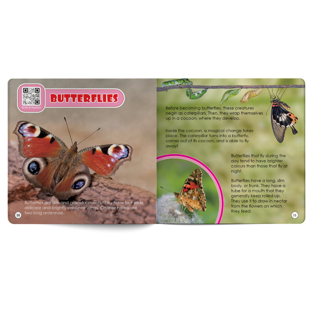 Educational card about butterflies with images and text on a white background